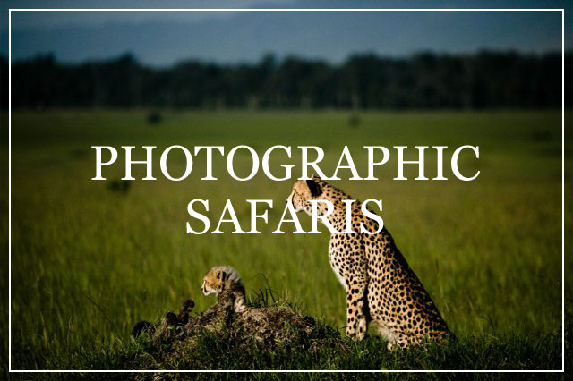 Safari Trackers Photographic Safaris