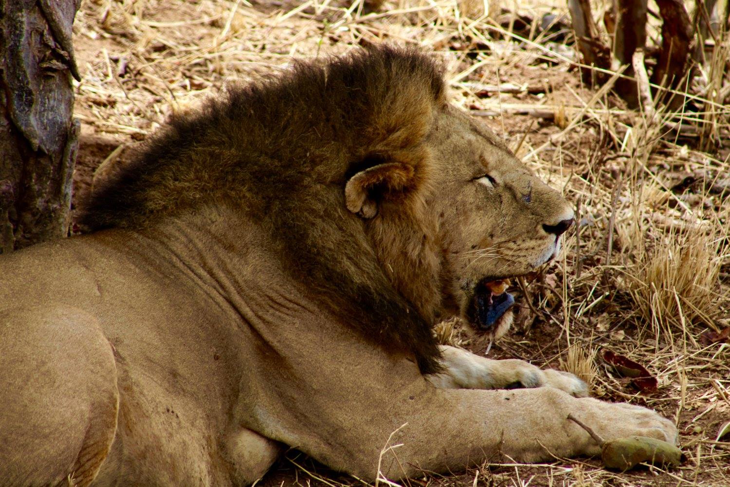 Tanzania Lion - Safari Trackers