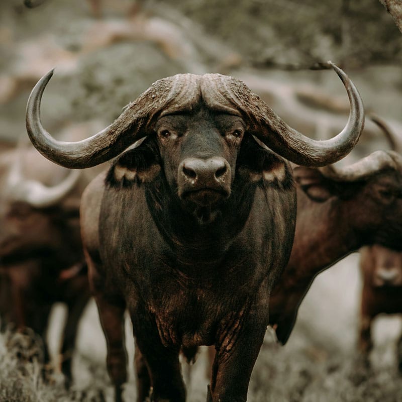 Buffalo