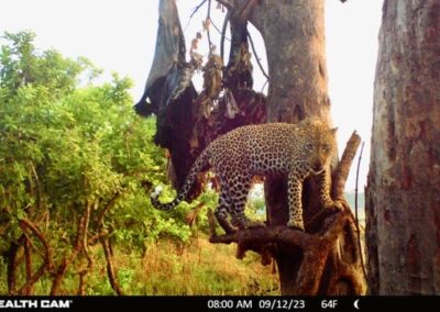 tanzania leopard 039