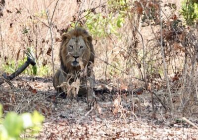 tanzania lion 006