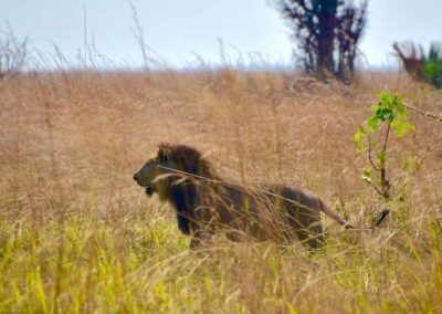 tanzania lion 015