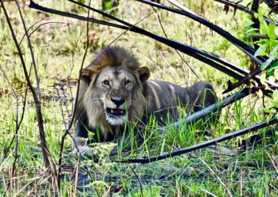 tanzania lion 016