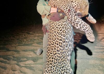 tanzania leopard 050